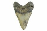 Fossil Megalodon Tooth - North Carolina #356700-2